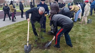 На Мамаевом Кургане заложили памятную аллею из 80 кедров